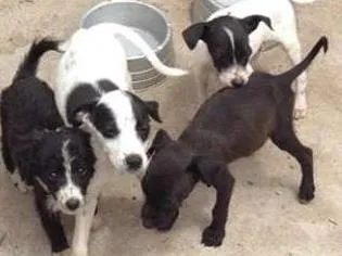 Cachorro raça srd idade 2 a 6 meses nome sem nome