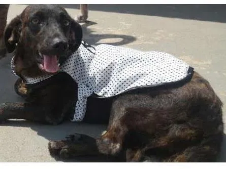 Cachorro raça SRD idade 1 ano nome NORMINHA