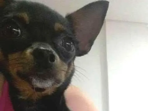 Cachorro ra a PINSCHER idade 3 anos nome JUJUBA