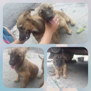 Cachorro raça Virá lata idade 2 a 6 meses nome Flora e fred
