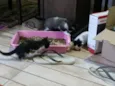 3 filhotes