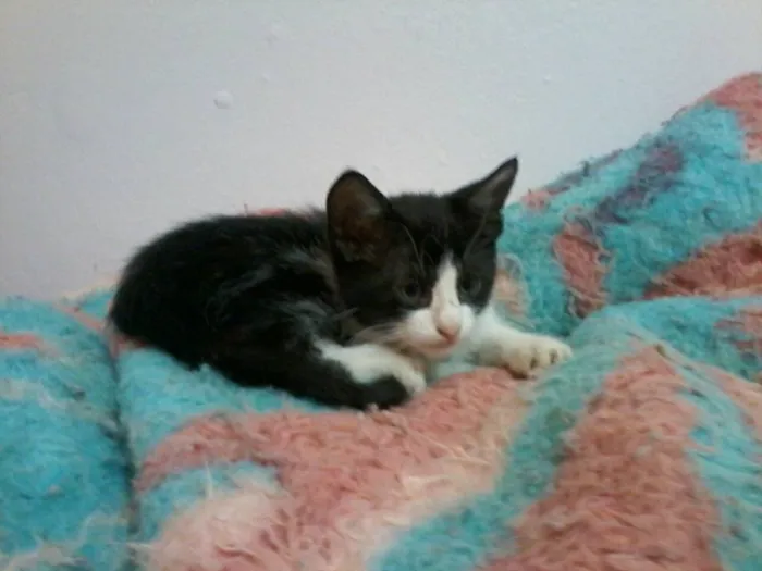 Gato ra a Sem raça definida idade Abaixo de 2 meses nome 3 filhotes