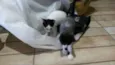 3 filhotes