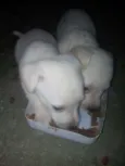 Ainda não tem