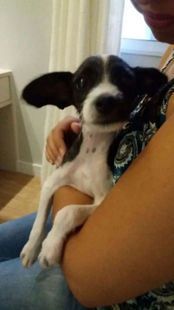 Cachorro ra a Pinscher  idade 2 a 6 meses nome Rei