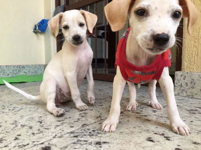 Cachorro raça Indefinida idade 2 a 6 meses nome Apólo e Dama 
