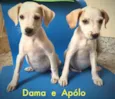 Apólo e Dama 