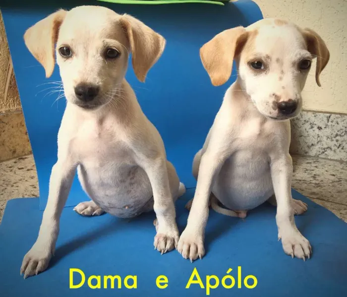 Cachorro raça Indefinida idade 2 a 6 meses nome Apólo e Dama 