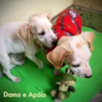 Apólo e Dama 