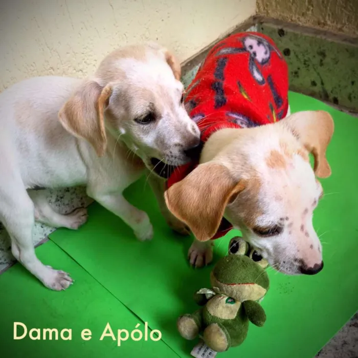 Cachorro raça Indefinida idade 2 a 6 meses nome Apólo e Dama 