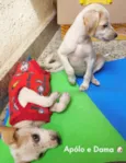Apólo e Dama 