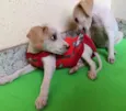 Apólo e Dama 