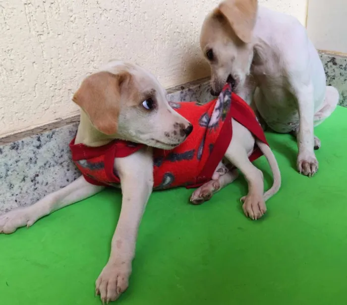 Cachorro raça Indefinida idade 2 a 6 meses nome Apólo e Dama 