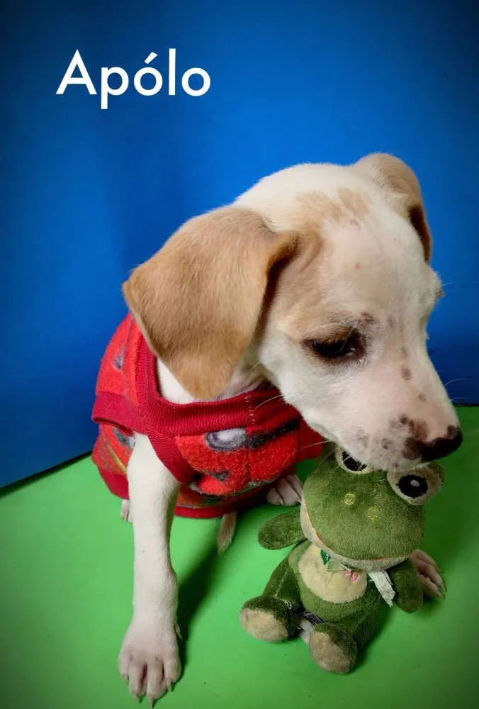 Cachorro raça Indefinida idade 2 a 6 meses nome Apólo e Dama 