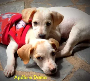 Cachorro raça Indefinida idade 2 a 6 meses nome Apólo e Dama 