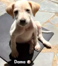 Apólo e Dama 