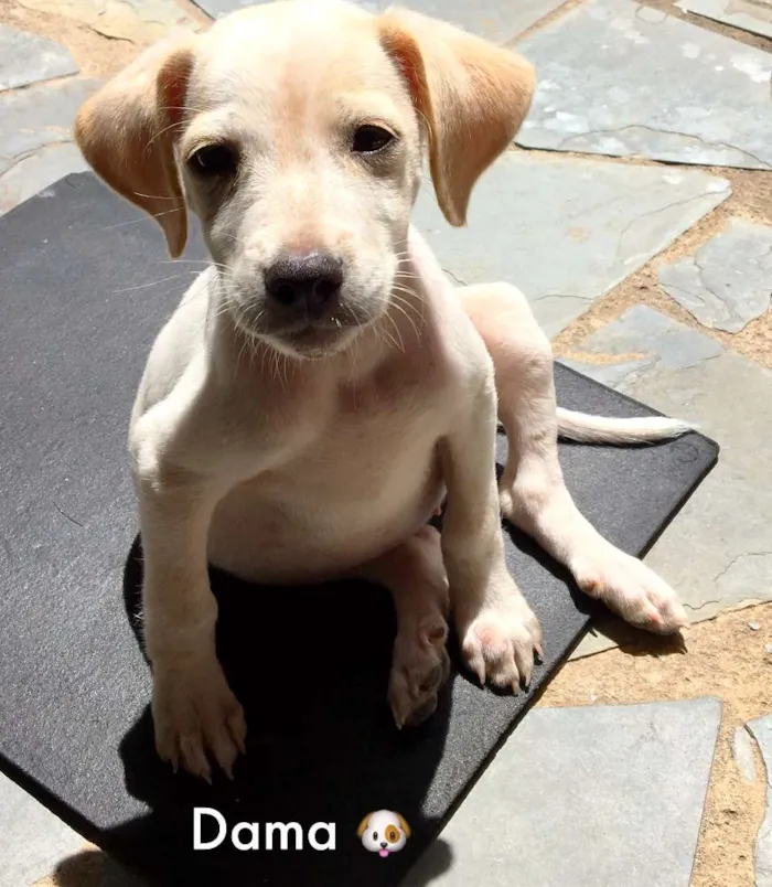 Cachorro raça Indefinida idade 2 a 6 meses nome Apólo e Dama 