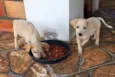 Apólo e Dama 