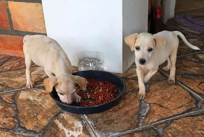 Cachorro raça Indefinida idade 2 a 6 meses nome Apólo e Dama 