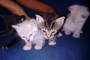 Gato raça Desconhecida idade Abaixo de 2 meses nome Ainda não tem