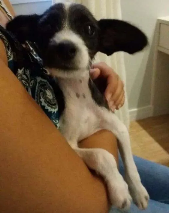 Cachorro ra a Pinscher  idade 2 a 6 meses nome Rei