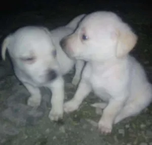 Cachorro raça Viralatinhas idade Abaixo de 2 meses nome Ainda não tem