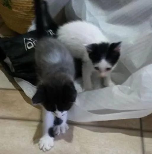 Gato ra a Sem raça definida idade Abaixo de 2 meses nome 3 filhotes