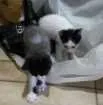 Gato raça Sem raça definida idade Abaixo de 2 meses nome 3 filhotes