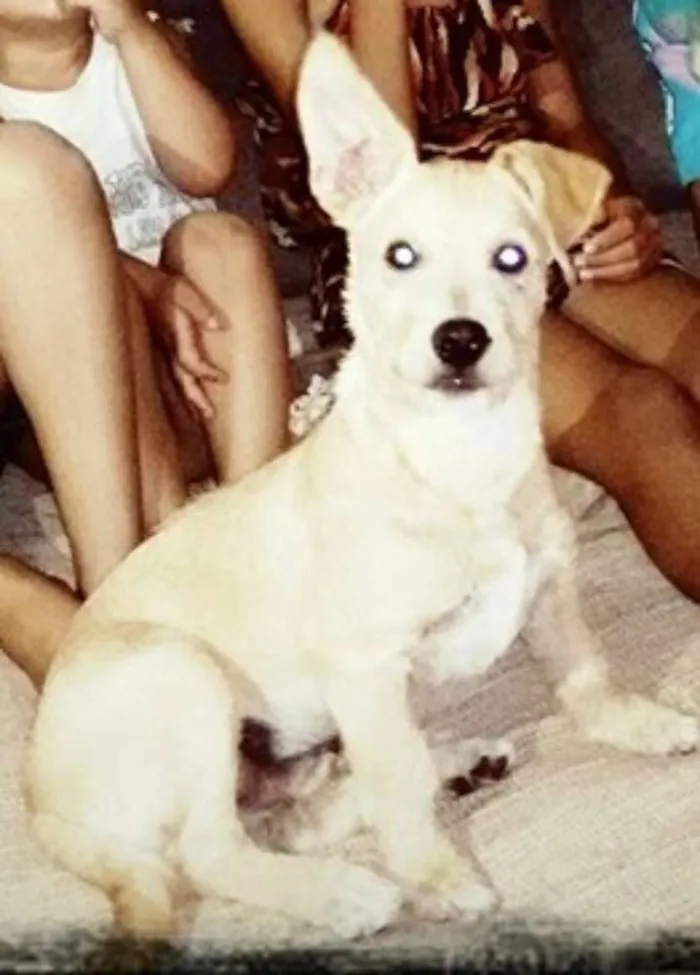 Cachorro raça INDEFINIDA  idade 1 ano nome Hulk