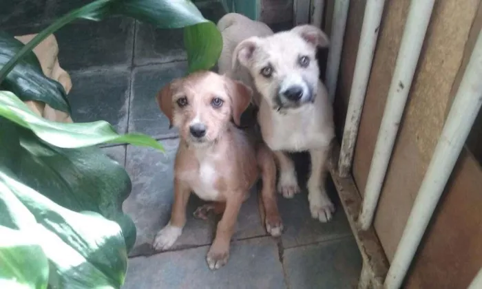 Cachorro raça Vira latas idade 2 a 6 meses nome Loirinha,foca,palito