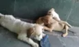 Loirinha,foca,palito