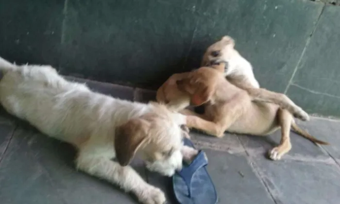Cachorro raça Vira latas idade 2 a 6 meses nome Loirinha,foca,palito