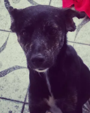 Cachorro raça Sem Raça Definida idade 5 anos nome Pitty, Lily, Amanda