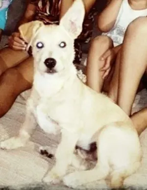 Cachorro raça INDEFINIDA  idade 1 ano nome Hulk