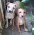 Loirinha,foca,palito