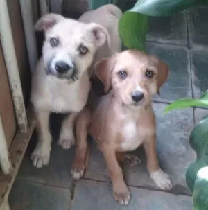 Cachorro raça Vira latas idade 2 a 6 meses nome Loirinha,foca,palito