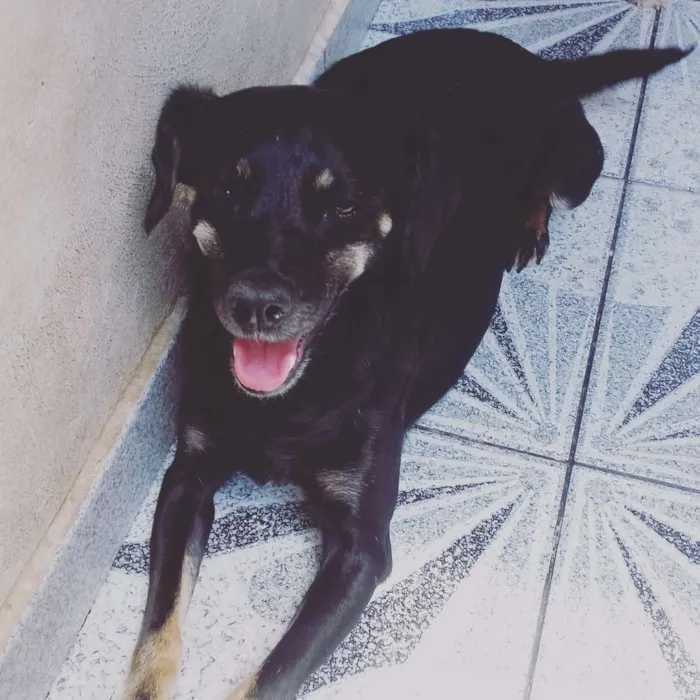 Cachorro ra a Sem Raça Definida idade 5 anos nome Pitty, Lily, Amanda