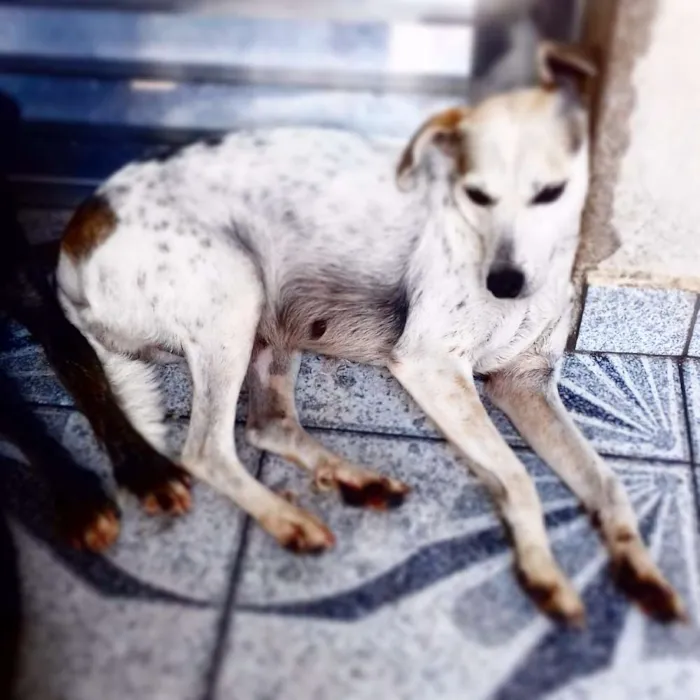 Cachorro ra a Sem Raça Definida idade 5 anos nome Pitty, Lily, Amanda