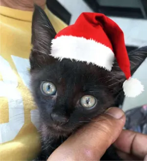 Gato raça Pelo Curto Brasileiro idade Abaixo de 2 meses nome Sem Nome