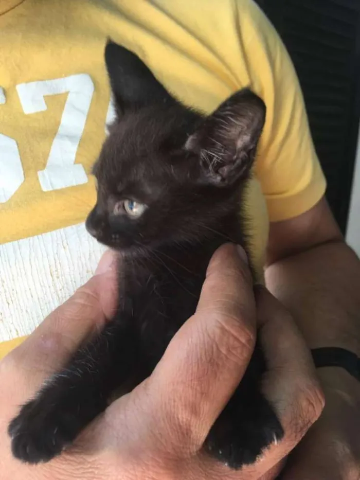 Gato raça Pelo Curto Brasileiro idade Abaixo de 2 meses nome Sem Nome
