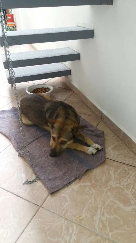 Cachorro ra a Sem raça definida idade 7 a 11 meses nome Pinky