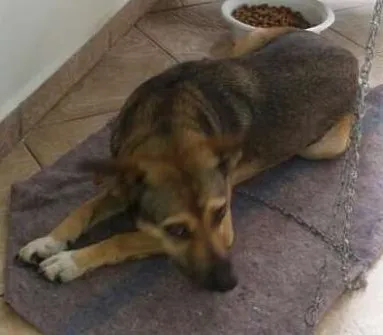 Cachorro ra a Sem raça definida idade 7 a 11 meses nome Pinky