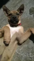 Pipoca