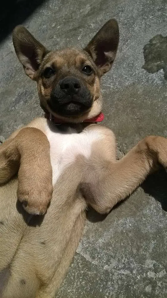 Cachorro raça SRD idade 7 a 11 meses nome Pipoca