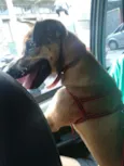 Pipoca