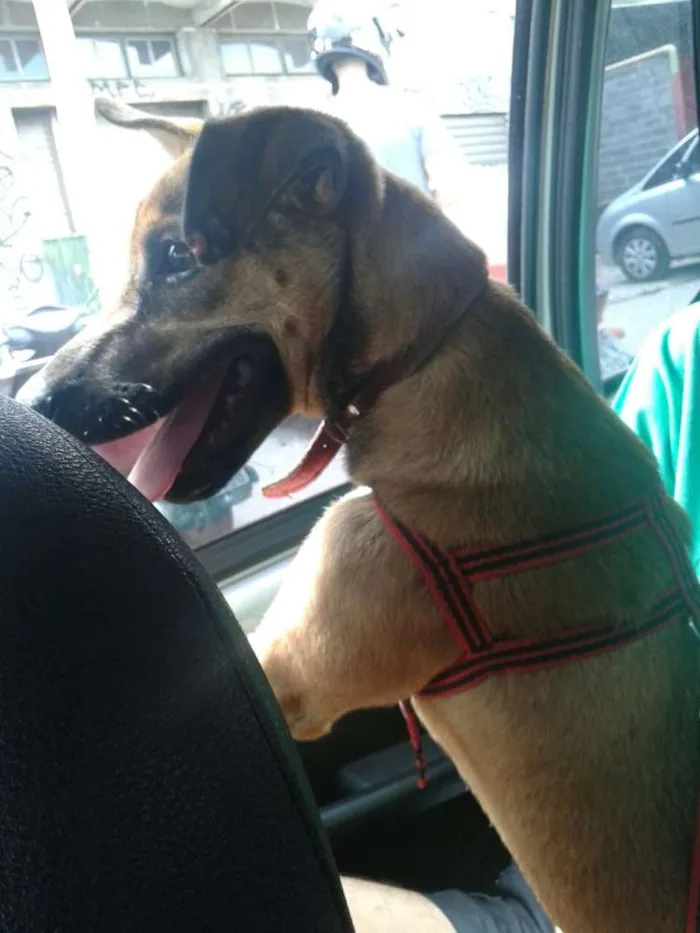 Cachorro raça SRD idade 7 a 11 meses nome Pipoca