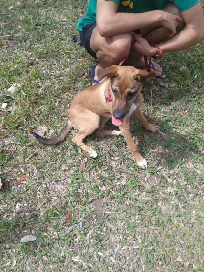 Cachorro raça SRD idade 7 a 11 meses nome Pipoca