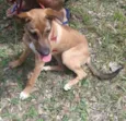 Pipoca