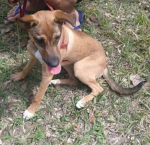 Cachorro raça SRD idade 7 a 11 meses nome Pipoca