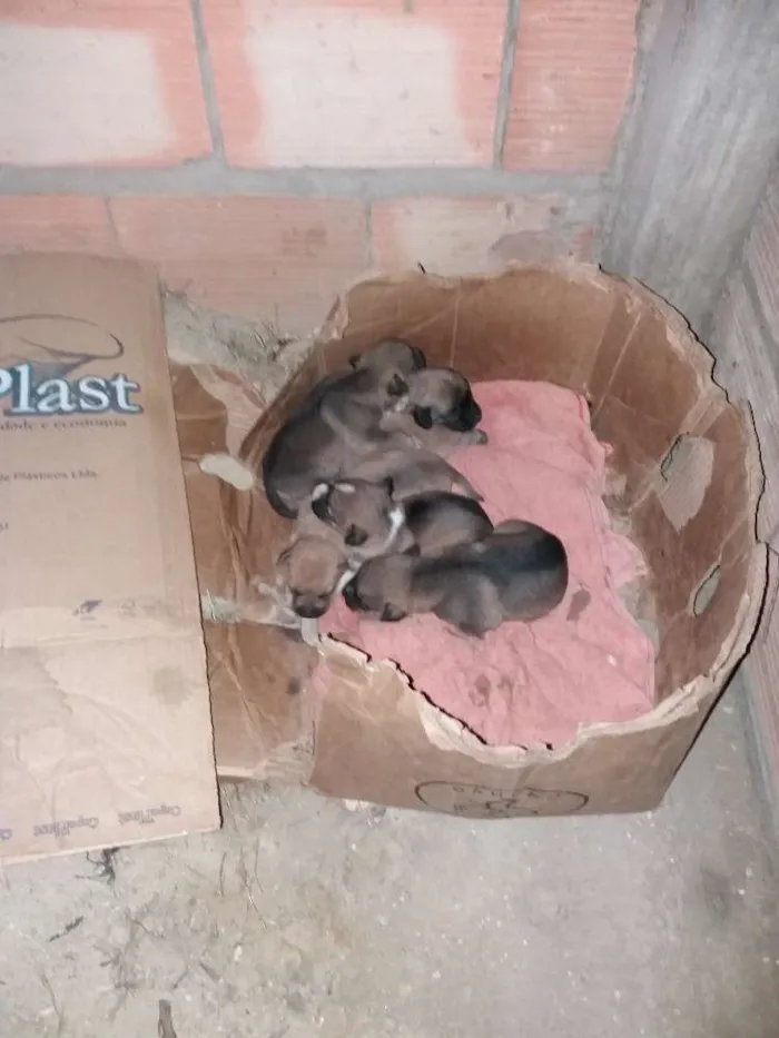 Cachorro raça  idade  nome Nao tem